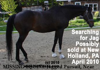 MISSING EQUINE Jagged Pursuit, Near     , NH, 00000
